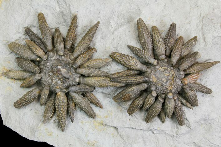 Two Jurassic Club Urchins (Caenocidaris) On Shale #139009